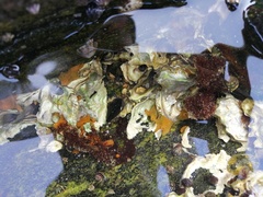 Halichondria japonica