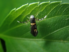 Stathmopoda xanthomochla
