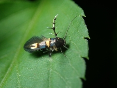 Stathmopoda xanthomochla