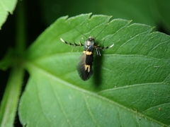 Stathmopoda xanthomochla