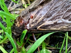 Abantiades atripalpis