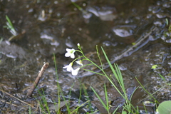 Cardamine pratensis
