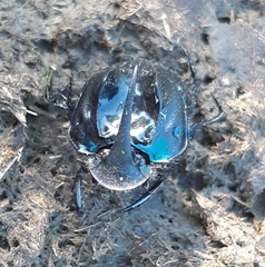 Sulcophanaeus batesi