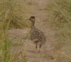 Nothoprocta cinerascens