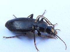 Platynus decentis