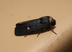 Proteuxoa testaceicollis
