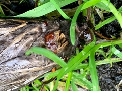 Abantiades atripalpis