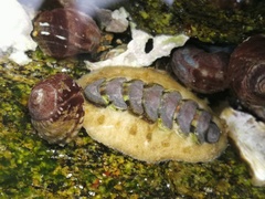 Acanthochitona rubrolineata