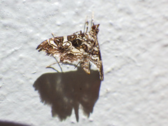 Sisyracera inabsconsalis