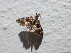 Sisyracera inabsconsalis