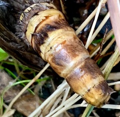 Abantiades atripalpis