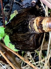 Abantiades atripalpis