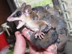 Marmosops noctivagus