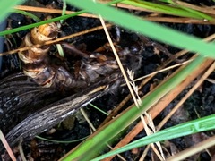 Abantiades atripalpis