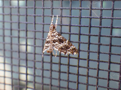 Sisyracera inabsconsalis