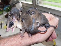 Marmosops noctivagus