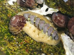 Acanthochitona rubrolineata
