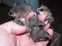 Marmosops noctivagus