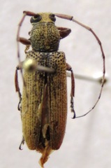 Ataxia operaria