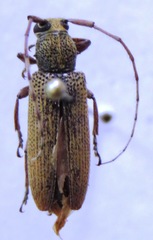 Ataxia operaria