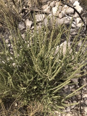 Mortonia scabrella