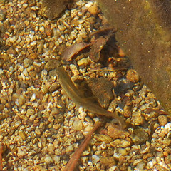 Rhynchocypris oxycephalus