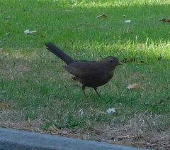 Turdus merula