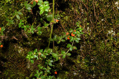 Galium hypocarpium