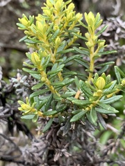 Ozothamnus ledifolius