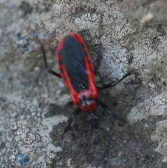 Haematoloecha rufithorax