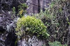 Epidendrum brevivenium