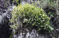Epidendrum brevivenium