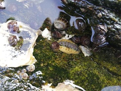 Acanthochitona rubrolineata