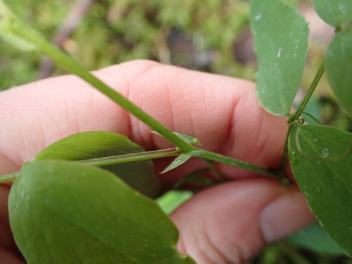 Image of Lathyrus nevadensis by no rights reserved