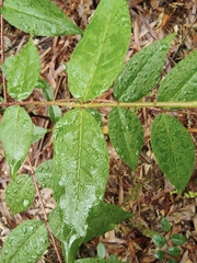 Zanthoxylum ailanthoides