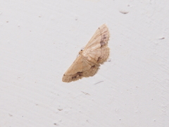 Idaea chotaria