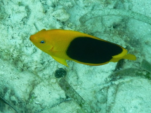 Angelfish (Holacanthus tricolor) — Pomacanthidae — 5