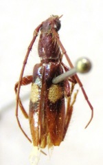 Micropsyrassa bimaculata