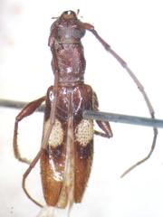 Micropsyrassa bimaculata