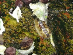 Acanthochitona rubrolineata