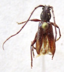 Anopliomorpha