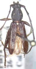 Anopliomorpha