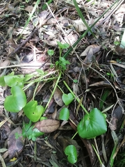 Ornduffia marchantii