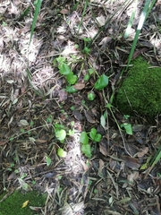 Ornduffia marchantii