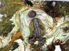Acanthochitona rubrolineata