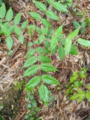 Zanthoxylum ailanthoides