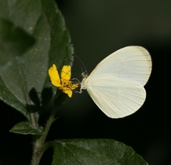 Leucidia elvina