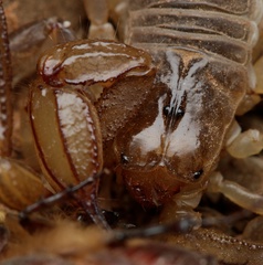 Urodacus armatus