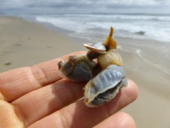 Dosima fascicularis