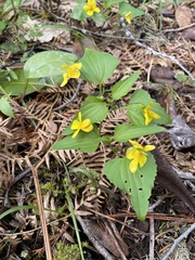 Viola lobata integrifolia